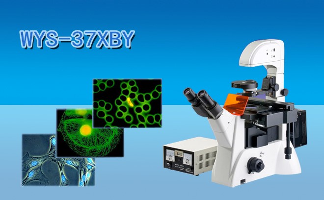 细胞研究用的生物丝瓜网站在线观看分类和工作原理